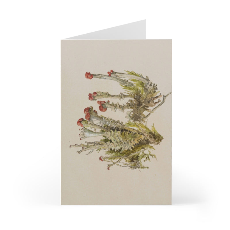 Cladonia - Beatrix Potter Cards (Pack of 7)