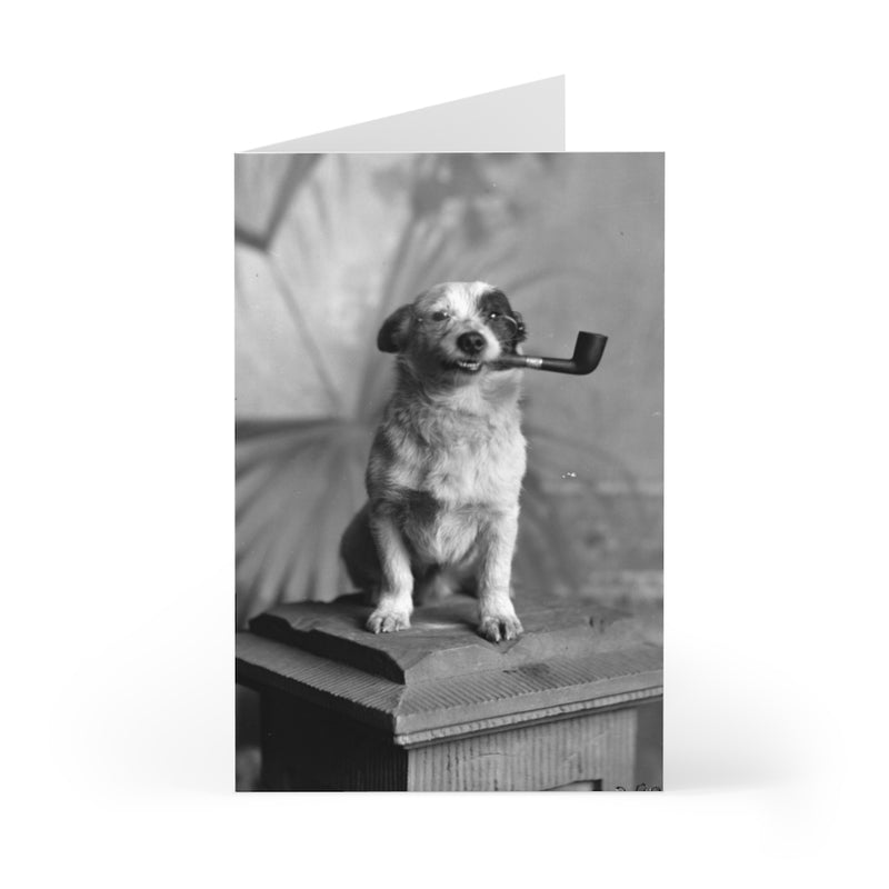 Mr Sedgwick's Dog Greeting Cards (Pack of 7)