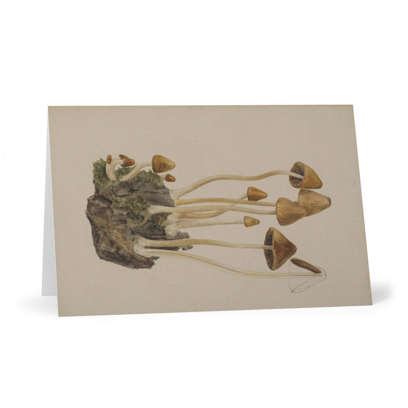 Psathyrella Coropilus - Beatrix Potter Cards (Pack of 7)